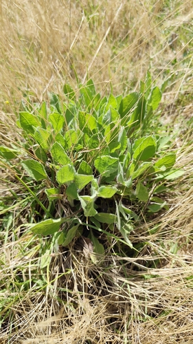 Heterotheca inuloides, photograph 4