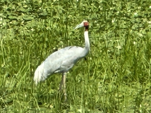 Sarus Crane