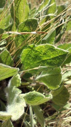 Heterotheca inuloides, photograph 5