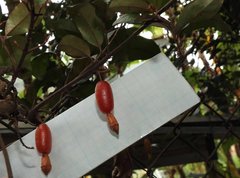Elaeagnus loureirii