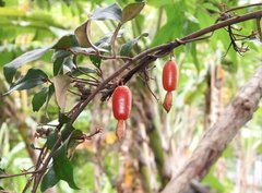 Elaeagnus loureirii