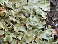 Flavopunctelia borrerioides