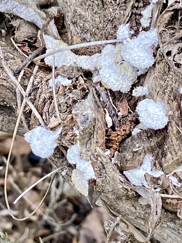 iNaturalist observation photo of splitgill mushroom