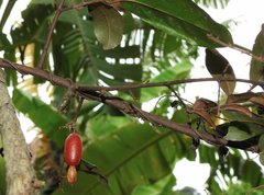 Elaeagnus loureirii