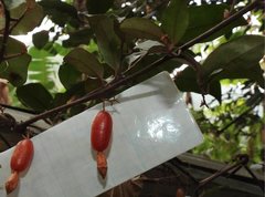 Elaeagnus loureirii