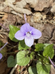 Viola rostrata