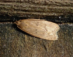 Autosticha kyotensis