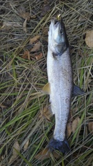 Ptychocheilus oregonensis