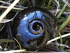 Powelliphanta