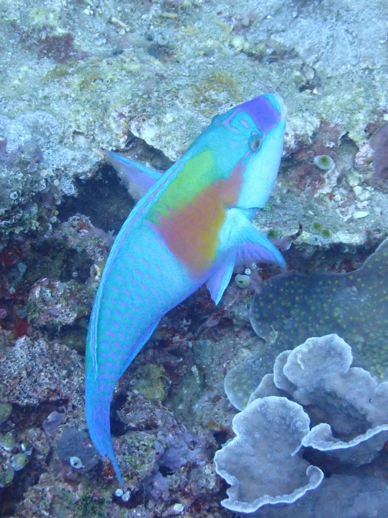 Bower's Parrotfish