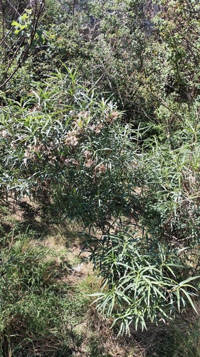 Barkleyanthus salicifolius, photograph 5