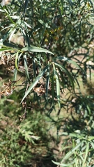 Barkleyanthus salicifolius, photograph (c) Hugo Juárez, some rights reserved (CC BY)