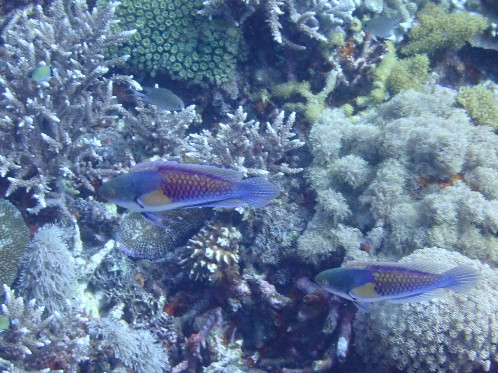 Ryukyu Fairy Wrasse