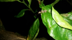 Metademius floccosus