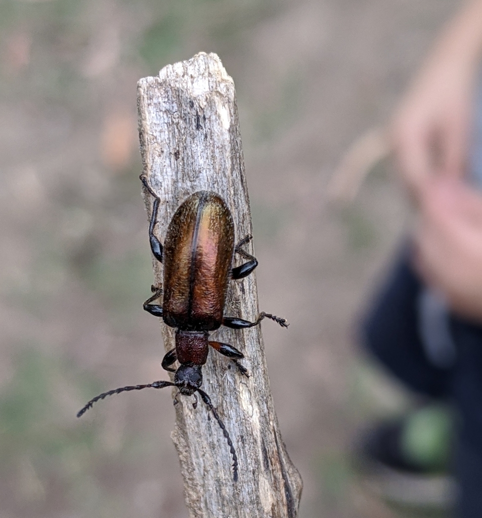 honeybrown beetle