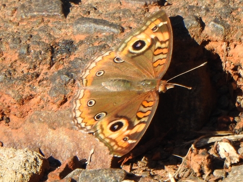 Common Mangrove Buckeye photo 5