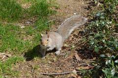 Sciurus carolinensis