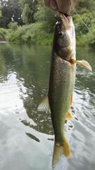 Ptychocheilus oregonensis