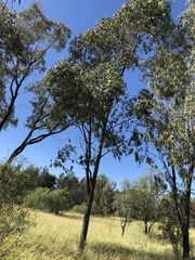 Eucalyptus populnea