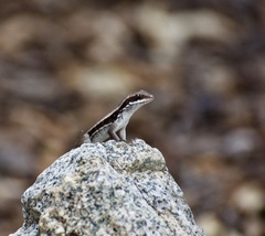 Leiocephalus macropus