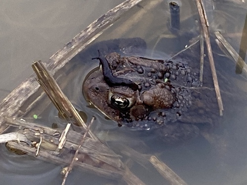 Eastern American Toad photographed in Ohio
