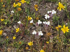 Triphysaria versicolor