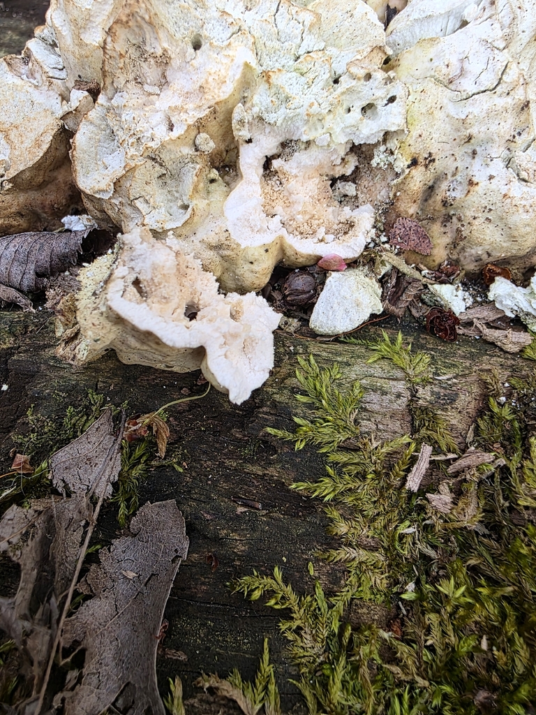 Laetiporus sulphureus · April 2026 · photo: © kristinpiston (iNaturalist, cc0)