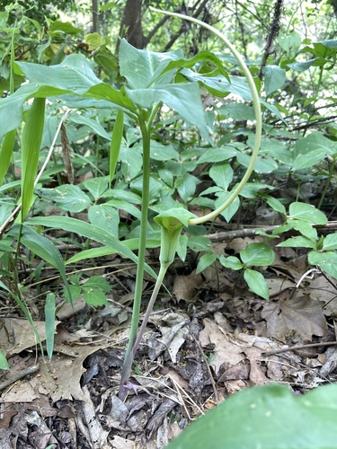 Arisaema dracontium