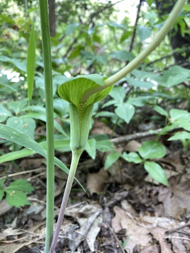Arisaema dracontium