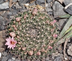 Mammillaria meiacantha