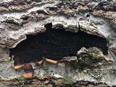 Dialonectria episphaeria