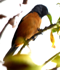 Conirostrum sitticolor