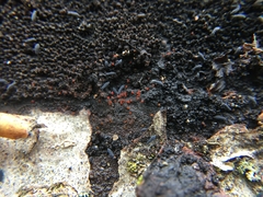 Dialonectria episphaeria