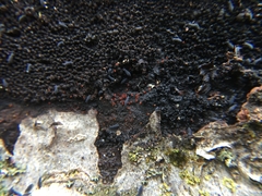 Dialonectria episphaeria