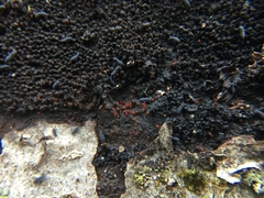 Dialonectria episphaeria