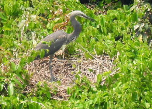 White-bellied Heron