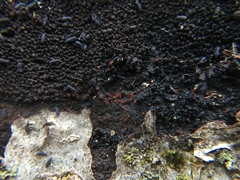 Dialonectria episphaeria