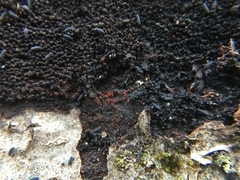 Dialonectria episphaeria