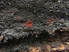 Dialonectria episphaeria