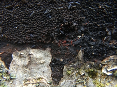 Dialonectria episphaeria