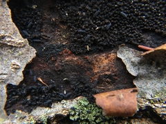 Dialonectria episphaeria