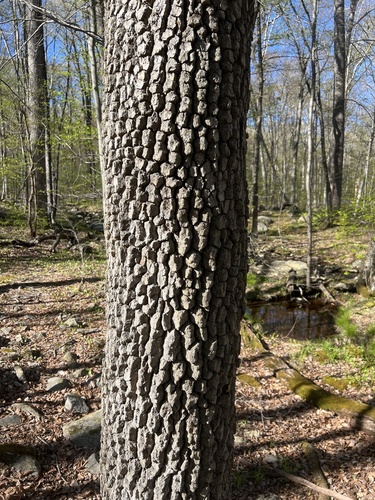 Esrkine Connector Trail