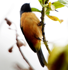 Conirostrum sitticolor