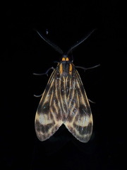 Eucereon costulata