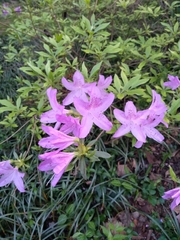 Rhododendron simsii