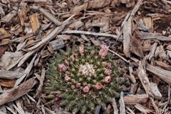 Mammillaria meiacantha