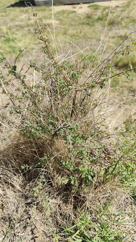 Symphoricarpos microphyllus, photograph 1