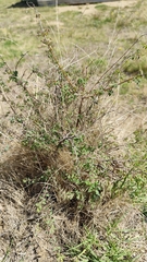 (c) Hugo Juárez, some rights reserved (CC BY) Symphoricarpos microphyllus, photograph (c) Hugo Juárez, some rights reserved (CC BY)