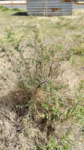 Symphoricarpos microphyllus, photograph 2
