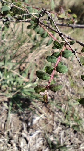 Symphoricarpos microphyllus, photograph 3